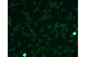 Immunofluorescence (IF) image for anti-Mitogen-Activated Protein Kinase 1/3 (MAPK1/3) (phosphospecific) antibody (ABIN870326) (ERK1/2 antibody  (phosphospecific))