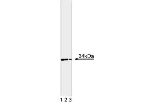 Western blot analysis of Cdk1 on a HeLa cell lysate. (CDK1 antibody  (AA 283-297))