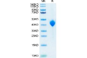 Cynomolgus Nectin-4 on Tris-Bis PAGE under reduced conditions. (PVRL4 Protein (AA 32-351) (His tag))