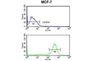 Flow cytometry analysis of MCF-7 cells (bottom histogram) compared to a negative control cell (top histogram) using Chondroitin sulfate synthase 2  Antibody , followed by FITC-conjugated goat-anti-rabbit secondary antibodies. (CHPF antibody  (Middle Region))