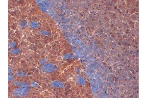 Kv1. (KCNA2 antibody  (C-Term))