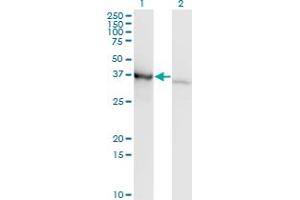 Western Blot analysis of PCBP1 expression in transfected 293T cell line by PCBP1 monoclonal antibody (M01), clone 1G2.