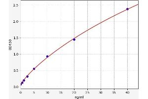 MITF ELISA Kit