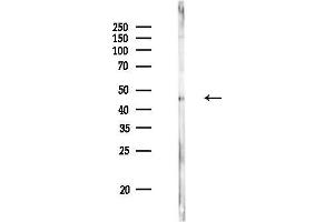anti-TEA Domain Family Member 2 (TEAD2) (Internal Region) antibody