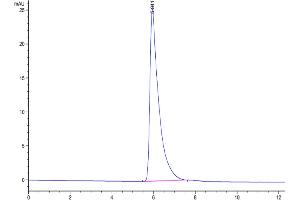 The purity of Human SIRP alpha V2/CD172a is greater than 95 % as determined by SEC-HPLC. (SIRP AlphaV2 protein (Fc Tag))