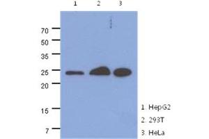 Western Blotting (WB) image for anti-Mitochondrial Ribosome Recycling Factor (MRRF) antibody (ABIN1491589)