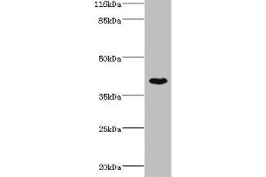 Western blot All lanes: SETD7 antibody at 4 μg/mL + MCF-7 whole cell lysate Secondary Goat polyclonal to rabbit IgG at 1/10000 dilution Predicted band size: 41 kDa Observed band size: 41 kDa (SETD7 antibody  (AA 1-218))