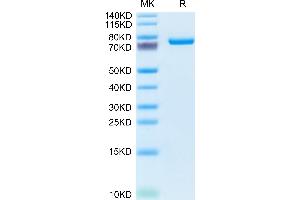 SEMA7A Protein (AA 45-646) (His tag)