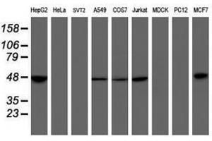 Image no. 2 for anti-Mitochondrial Ribosomal Protein S27 (MRPS27) (AA 151-414) antibody (ABIN1490965) (MRPS27 antibody  (AA 151-414))