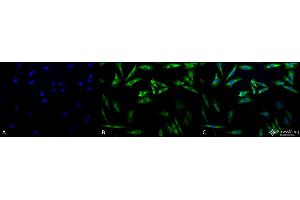 Immunocytochemistry/Immunofluorescence analysis using Mouse Anti-Hsp27 Monoclonal Antibody, Clone 5D12-A3 . (HSP27 antibody  (PE))