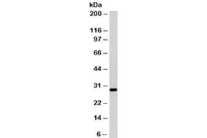 Western blot testing of Ramos cell lysate with HLA-DRB1 antibody (clone LN3). (HLA-DRB1 antibody)