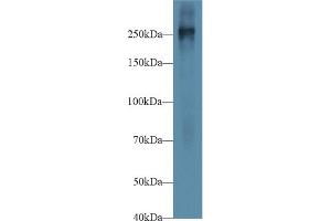 Western Blot; Sample: Mouse Placenta lysate; Primary Ab: 1µg/ml Rabbit Anti-Mouse FN Antibody Second Ab: 0. (Fibronectin antibody  (AA 2117-2236))