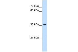 WB Suggested Anti-MAS1 Antibody Titration:  0. (MAS1 antibody  (Middle Region))