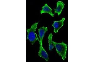 Immunofluorescence analysis of Hela cells using GAB2 mouse mAb (green). (GAB2 antibody  (AA 332-476))