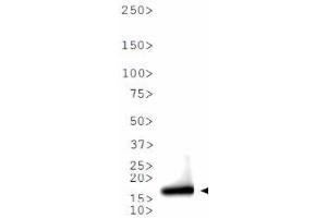 Western Blot of Rabbit Anti-Histone H3 [ac Lys9] Antibody. (Histone 3 antibody  (H3K9ac))