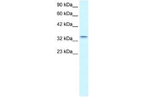 Claudin 16 antibody used at 0. (Claudin 16 antibody  (C-Term))