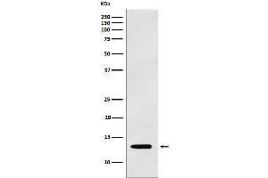 Western blot analysis of Galectin 1 expression in K562 cell lysate.