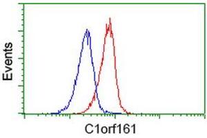 Image no. 3 for anti-Mab-21-Like 3 (MAB21L3) antibody (ABIN1497031) (MAB21L3 antibody)