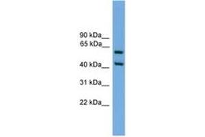 Image no. 1 for anti-E74-Like Factor 3 (Ets Domain Transcription Factor, Epithelial-Specific) (ELF3) (AA 201-250) antibody (ABIN6746138) (ELF3 antibody  (AA 201-250))