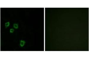 Immunofluorescence analysis of HepG2 cells, using MUC16 Antibody. (MUC16 antibody  (AA 13311-13360))