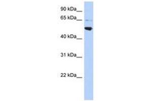 Image no. 1 for anti-Adaptor-Related Protein Complex 3, mu 2 Subunit (AP3M2) (AA 143-192) antibody (ABIN6741127) (AP3M2 antibody  (AA 143-192))