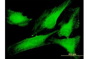 Immunofluorescence of purified MaxPab antibody to PTTG1IP on HeLa cell. (PTTG1IP antibody  (AA 1-180))