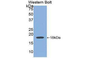 Western Blotting (WB) image for anti-Bone Morphogenetic Protein 15 (BMP15) (AA 266-388) antibody (ABIN1858150) (BMP15 antibody  (AA 266-388))