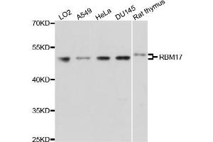 Western blot analysis of extracts of various cell lines, using RBM17 antibody (ABIN5971667) at 1/1000 dilution. (RBM17 antibody)
