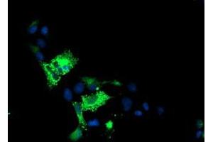 Anti-ALOX15 mouse monoclonal antibody (ABIN2455602) immunofluorescent staining of COS7 cells transiently transfected by pCMV6-ENTRY ALOX15 (RC206621). (ALOX15 antibody)