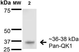 Western Blot analysis of Rat Brain Membrane showing detection of 36-38 kDa QKI (pan) protein using Mouse Anti-QKI (pan) Monoclonal Antibody, Clone S147-6 . (QKI antibody  (AA 1-341) (APC))