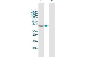 Western Blot analysis of GOLPH3 expression in transfected 293T cell line by GOLPH3 MaxPab polyclonal antibody. (GOLPH3 antibody  (AA 1-298))