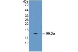 FSHB antibody  (AA 21-130)