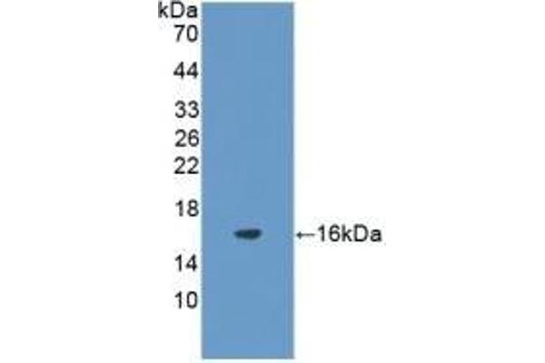 FSHB antibody  (AA 21-130)