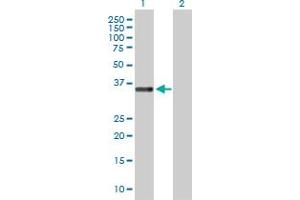 Western Blot analysis of STEAP1 expression in transfected 293T cell line by STEAP1 MaxPab polyclonal antibody. (STEAP1 antibody  (AA 1-339))