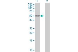 Western Blot analysis of SIGLEC6 expression in transfected 293T cell line by SIGLEC6 MaxPab polyclonal antibody.