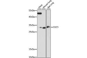 Western blot analysis of extracts of various cell lines, using CLIC3 antibody (ABIN7266336) at 1:1000 dilution.