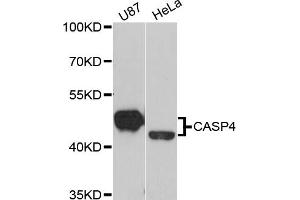 Western blot analysis of extracts of various cell lines, using CASP4 antibody. (Caspase 4 antibody)