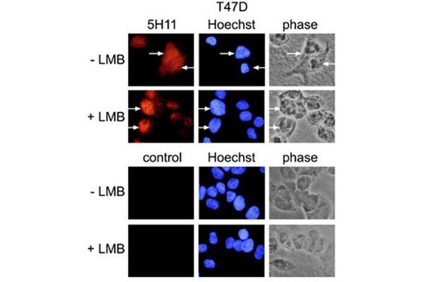 PARP10 antibody  (AA 1-907)