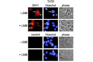 Immunofluorescence using anti-PARP-10 [ARTD10] (human), mAb (5H11).