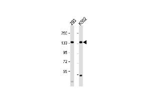 MCM9 antibody  (C-Term)