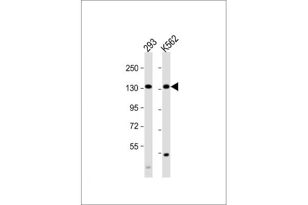 MCM9 antibody  (C-Term)