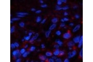 Immunofluorescence analysis of Human lung tissue using PPIB Monoclonal Antibody at dilution of 1:200. (PPIB antibody)