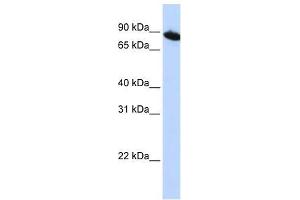 ZNF780A antibody used at 0. (ZNF780A antibody  (N-Term))