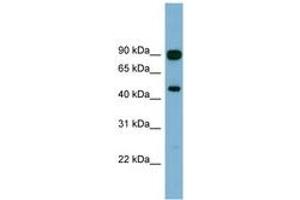 Image no. 1 for anti-Acylglycerol Kinase (AGK) (AA 107-156) antibody (ABIN6744135) (Acylglycerol Kinase antibody  (AA 107-156))