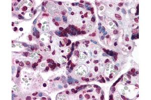 Anti-KPNA7 antibody IHC of human placenta. (KPNA7 antibody  (N-Term))
