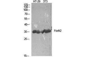 Western Blotting (WB) image for anti-Forkhead Box N2 (FOXN2) (C-Term) antibody (ABIN3184662) (FOXN2 antibody  (C-Term))
