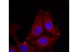 Immunofluorescence staining of methanol-fixed HeLa cells using GAP43 (phospho S41) polyclonal antibody (Cat # PAB25863, red). (GAP43 antibody  (pSer41))