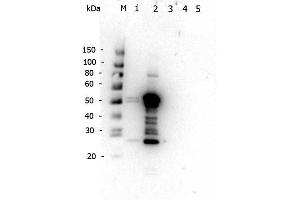 Western Blot of Rabbit anti-Mouse IgG2a antibody. (Rabbit anti-Mouse IgG2a (Heavy Chain) Antibody - Preadsorbed)