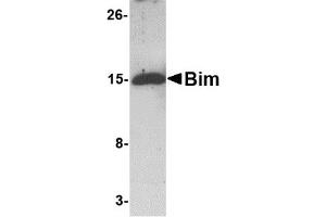 Western Blotting (WB) image for anti-BCL2-Like 11 (Apoptosis Facilitator) (BCL2L11) antibody (ABIN1031697) (BIM antibody)
