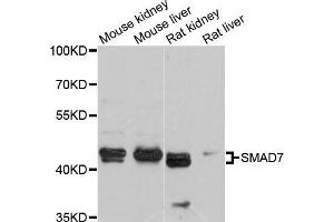 Western blot analysis of extracts of various cell lines, using SMAD7 antibody (ABIN5998890) at 1/1000 dilution.